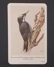 General Cigar Company Trading Card - No. 8 Black-Backed Three-Toed Woodpecker 4