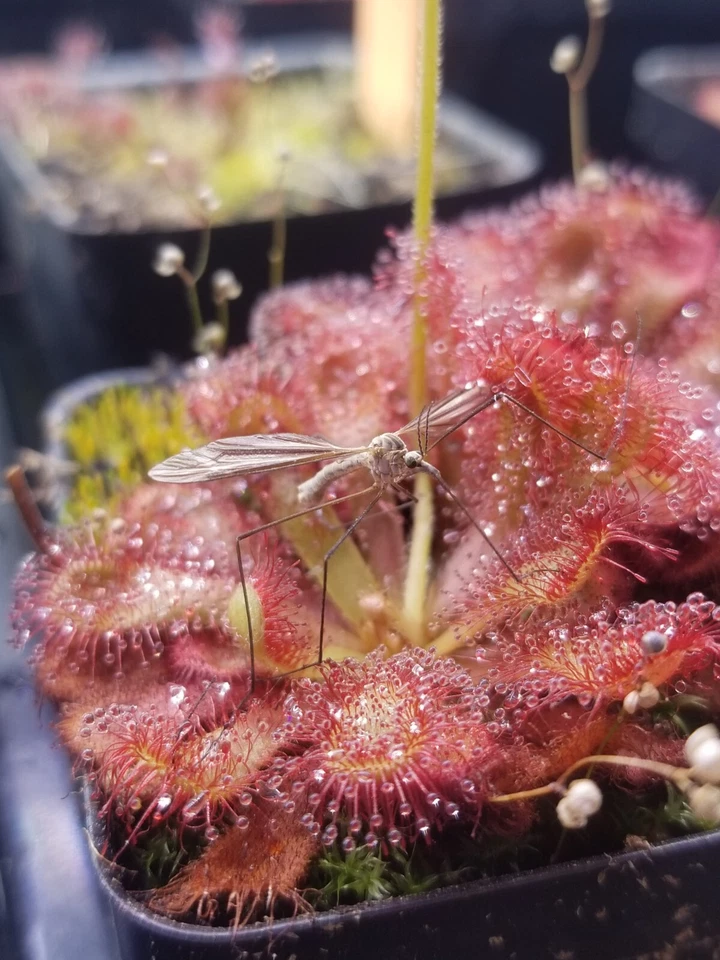 Drosera venusta Seeds - Carnivorous Sundew Plant - Very easy to grow! - Image 2 of 3