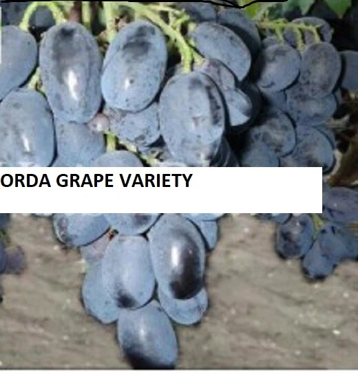 Orda grape Vine 5 Unrooted Cuttings , no roots