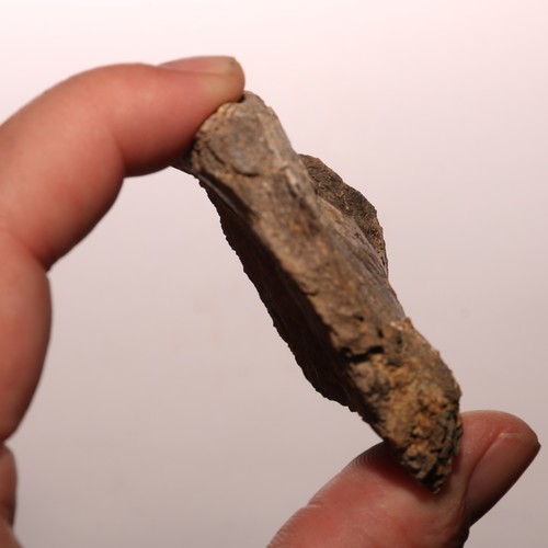 Dinosaur Rib Piece - Beautiful Fossil - Hell Creek Formation Cretaceous - Picture 3 of 10