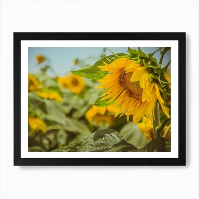 Sonnenblume im Sonnenblumenfeld 5 Kunst gerahmtes Wandbild Poster Leinwanddruck Bild