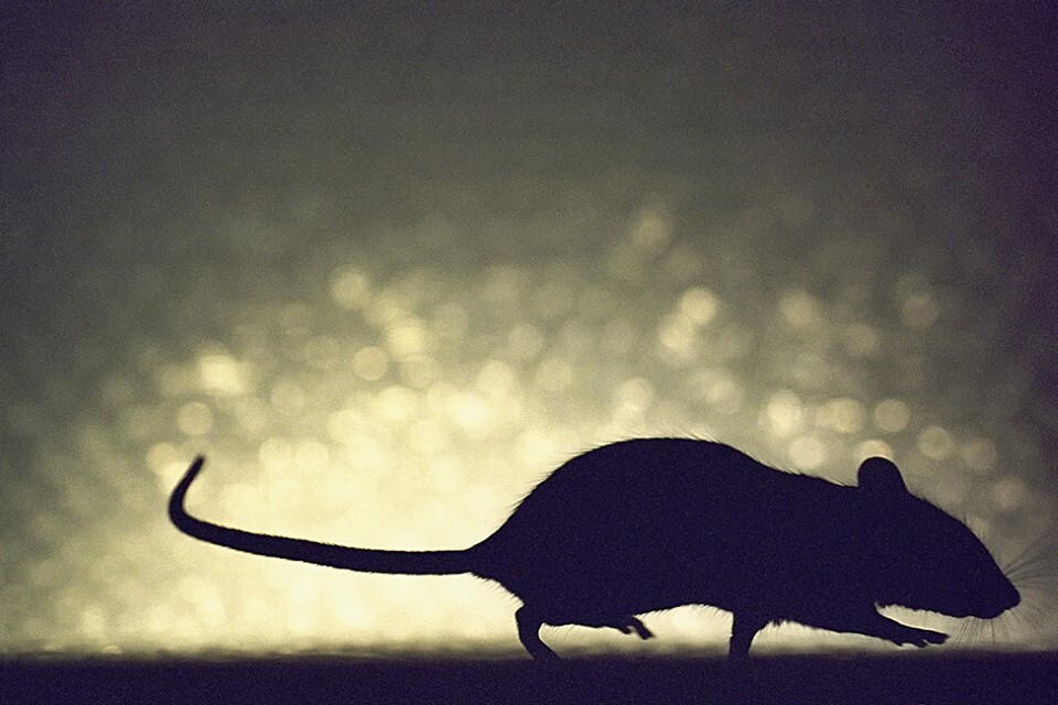 Thumbnail - Thank You, Mouse Hans-jürgen Koch