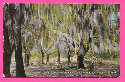 Tropical Florida Scenery - Posted 1915 Rockhill SC - Postcard