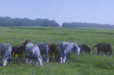 1917, Percheron Mares & Colts, Near Carlock, Illinois, Magic Lantern Glass Slide