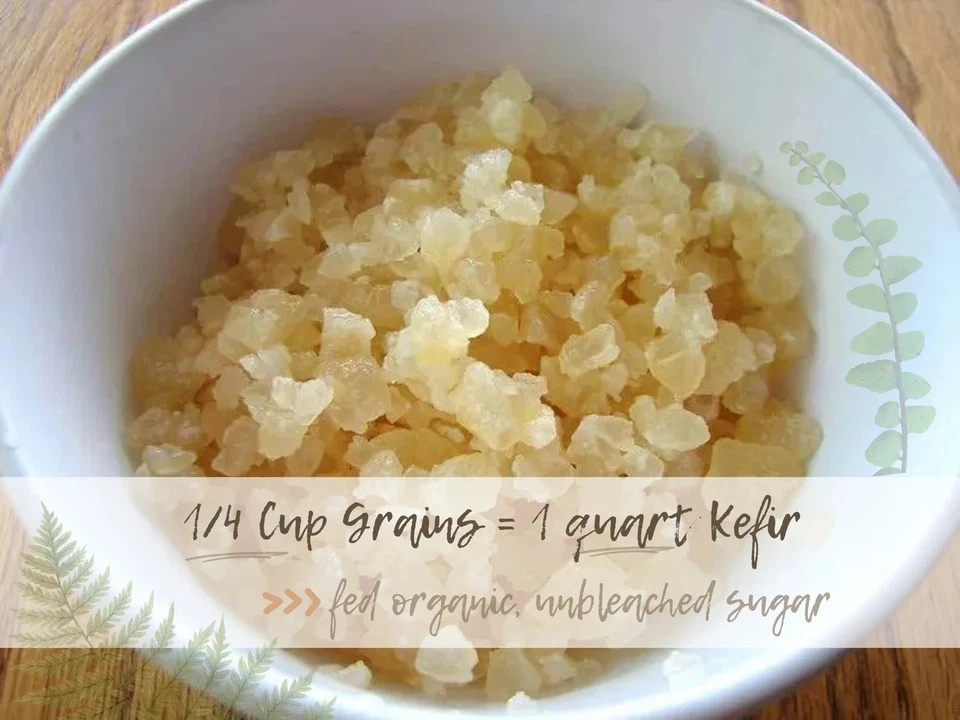 Hágalo usted mismo Kit de inicio de granos de kéfir de agua - Fresco + Instrucciones / Fermentación en el hogar Foto 2 de 4