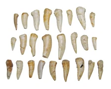 Enchodus Fish Tooth Fossil Dinosaur Age 1/2 to 1 1/2  inch lot of 25  #14054