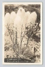 Rppc SQUAW GRASS Bear Grass Quip-Quip, OREGON CASCADES, 1920- 40 SAWYER REAL PHO
