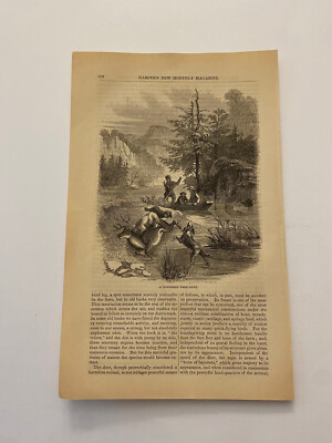 #ad Northern Deer Hunt Dogs Taking Down a Buck by the River c. 1858 Engraving $9.99