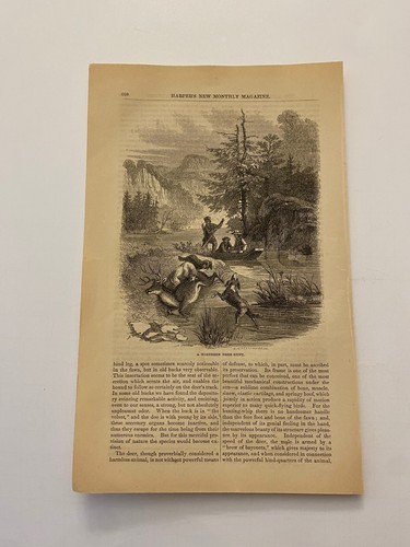 Northern Deer Hunt Dogs Taking Down a Buck by the River c. 1858 Engraving