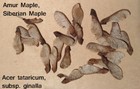 Amur, Siberian, or Tatarian Maple, Acer tataricum subsp. ginnala, 25 seeds