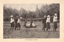 Jagd auf Tiger in Indien anno 1907 Tigerjagd - Hist. Bericht von 1907
