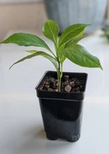 Bonsai Tree Starter Seedling Live Caudex Plant Baobab Boab Bottle Tree