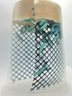 tobacco for dog worms 24+ Live Blue Goliath Tobacco Hornworm Pet Reptile Worm Feeders Full Cup w/  Food