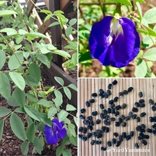 Blue Butterfly Pea Seeds- 25 SEEDS Clitoria Ternatea Asian Pigeonwings Tropical