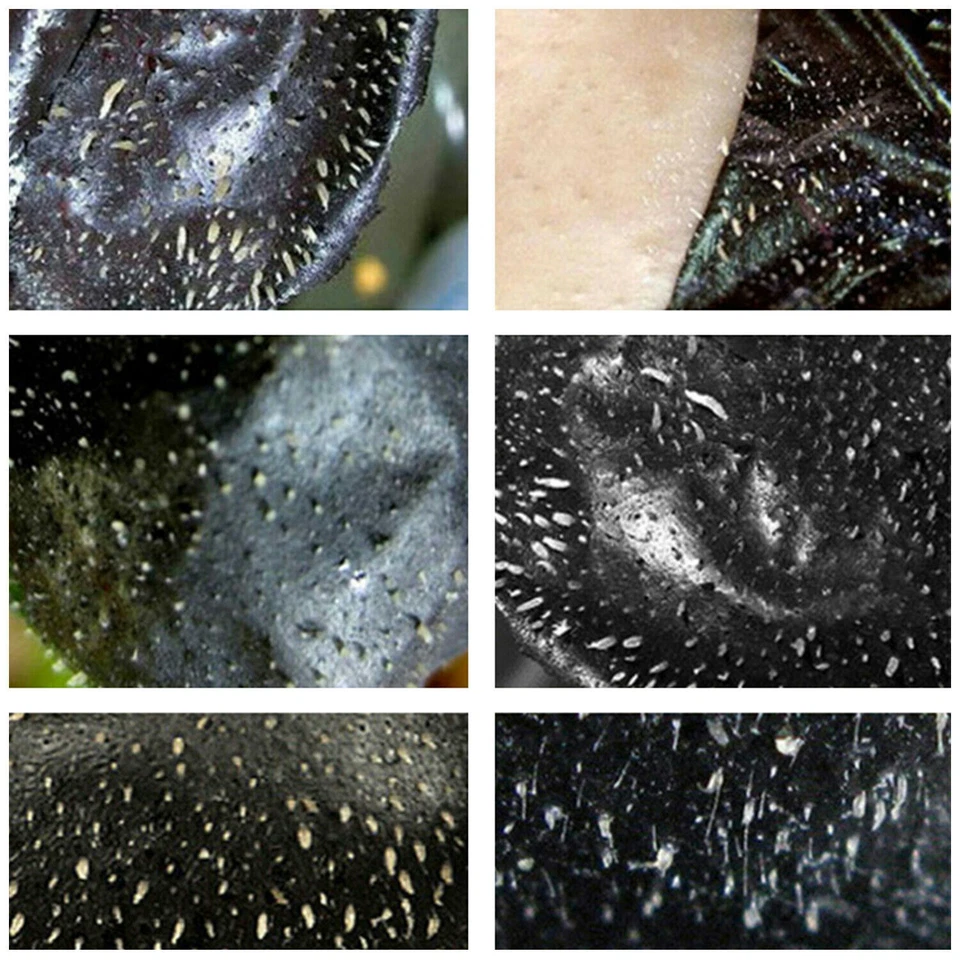 Charcoal Activated Black Face Mask Blackhead Remover Peel Off Facial Black Mask - Image 2 of 4