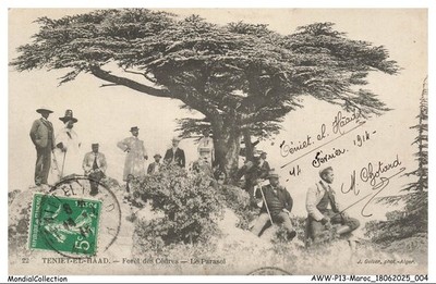 AWWP13-0910-MAROKKO - TENIET-EL-HAAD - Zedernwald - Der Sonnenschirm