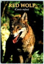 Postcard - Red Wolf (Canis rufus)