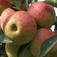 Elstar süß aromatisch knackiger Apfel als kleinbleibender Zwergapfelbaum 100-120
