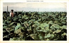 Vtg Postcard "TOBACCO PLANTATION, CUBA" Farming Havana Pinar del R&iacute;o Linen