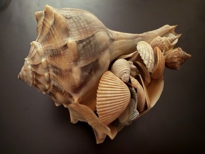 Whelk Lightning Shell Filled With 50 Small (up To 1.5 ) Shells Mother s Day Gift