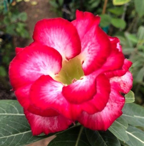 Live Plant! - Desert Rose -"Strawberry Swirl” Triple petal-6"-8" tall in 4" pot