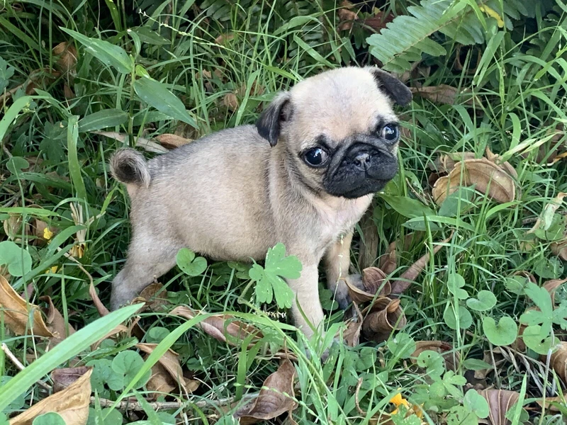 Fawn Pure Bred Pug Puppy Ready 25 Oct Dogs Puppies Gumtree Australia Port Macquarie City Port Macquarie 1256242217