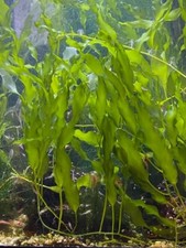 Live Caulerpa Prolifera Frag Marine Macro Algae Reef Refugium Saltwater