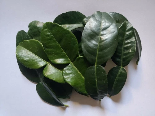 4 OZ organic kaffir lime leaves Thai gourmet herb handpicked when order placed