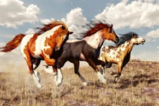 Three Horses Animals Canvas Art Print Painting Wall Picture Modern Home Decor