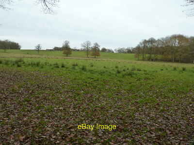 Photo 12x8 Cattle in field Walliswood The field is almost fully surrounded c2011