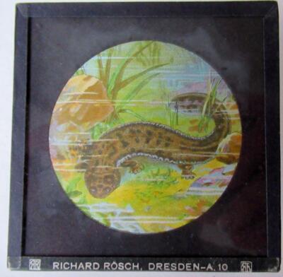 REPTILIEN - SCHLANGEN - AMPHIBIEN Magische Laternenrutsche RICHARD ROSCH - DRESDEN