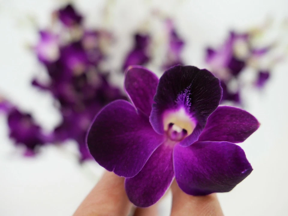 Orquídeas frescas de corte roxo Dendrobium do berçário (com vaso e pedras sortidas)!! - Imagem 4 de 4