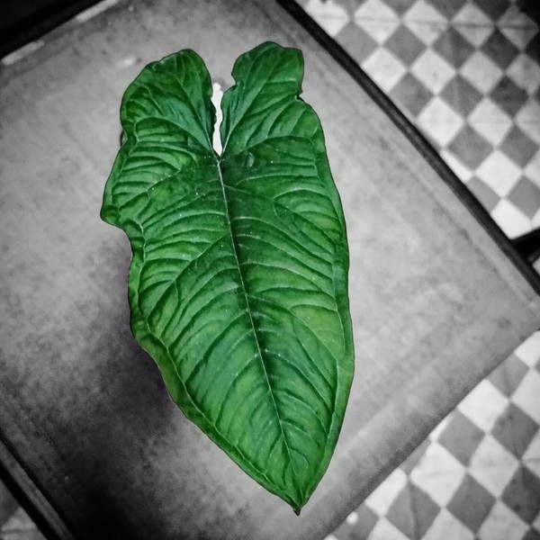 Syngonium steyermarkii (No philodendron, no monstera)