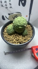 7.4cm Pseudolithos migiurtinus Multi heads Succulent Garden flowering WYSIWYG
