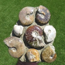 Minerali *** GRUPPO di AMMONITI FOSSILI Madagascar