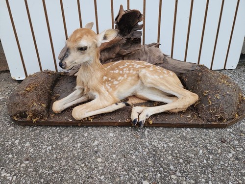 Real Deer Fawn Taxidermy Mount (Odocoileus virginianus) FH39
