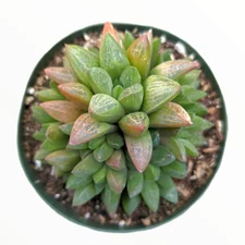 Haworthia turgida X Succulent Plant