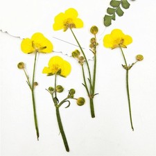 16 er pack Getrocknete Gemischte Gepresste Getrocknete Blumen Farnbl&auml;tter DIY