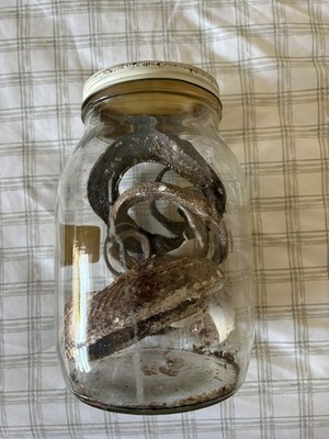 Preserved Snake Specimen in Glass Jar Reptile Species
