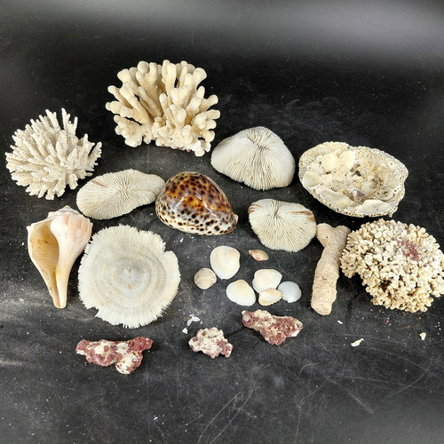Natural Coral Sea Shells Lot Assorted Coastal Nautical Decor White Brown 2.5 Lb