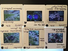 lot 200 photo diapo slides FLORE botanique massifs de l'ASIE DU SUD annoté Népal
