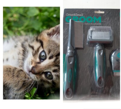kitten grooming kit