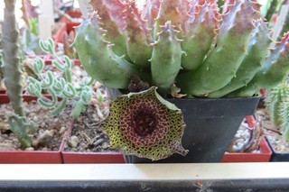 Huernia guttata var. calitzdorpensis