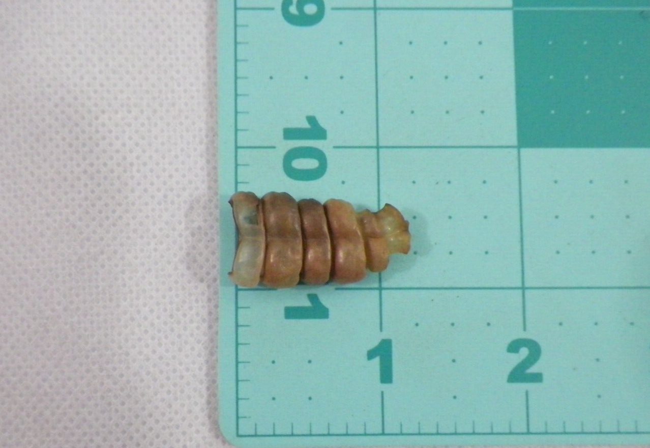 Rattlesnake Rattle (1113) Snake Tail Guitar Good Luck Charm, Crafts