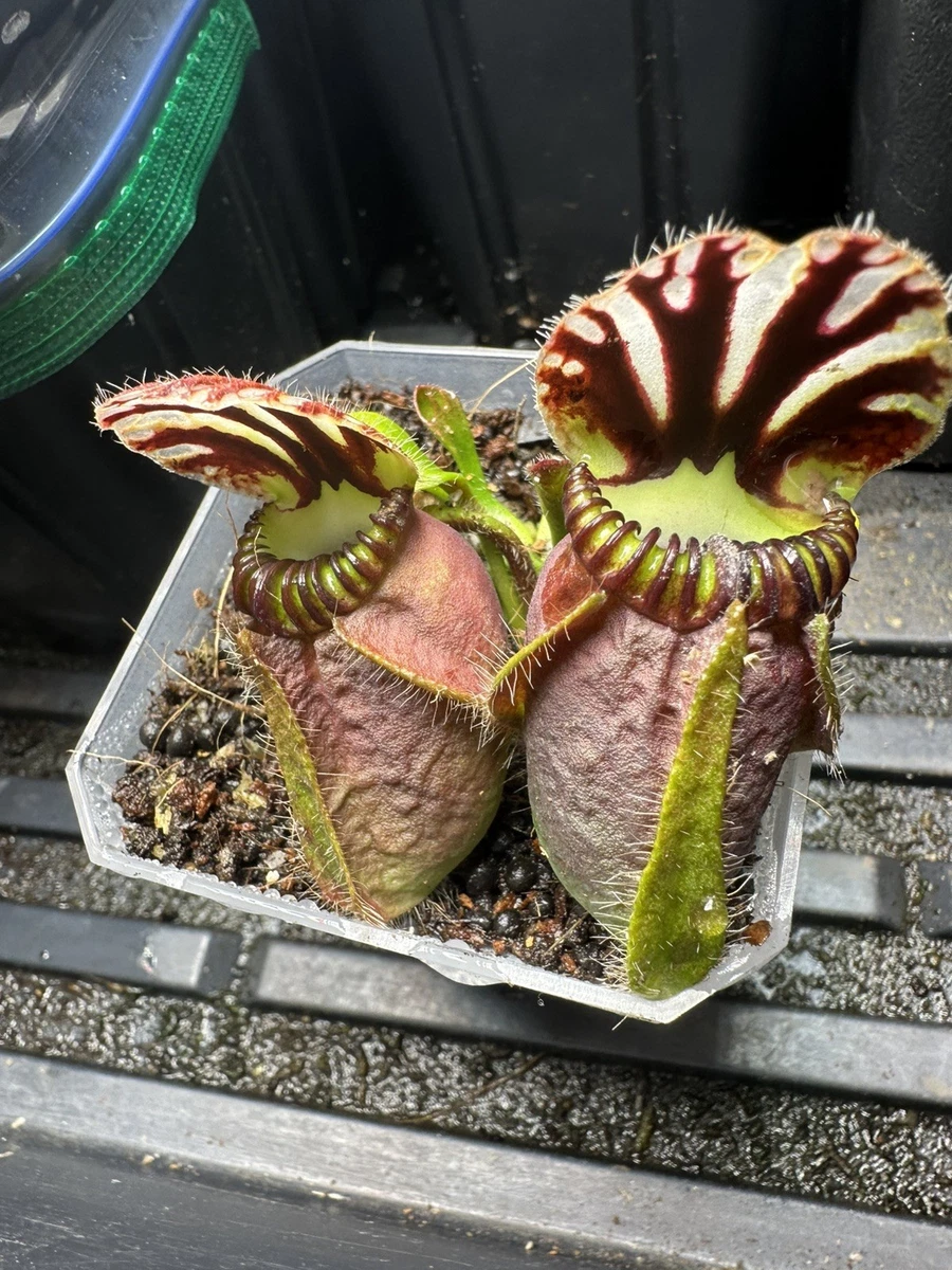 Cephalotus アルビ Pitcher Plant Cephalotus Carnivorous Plants for sale | eBay