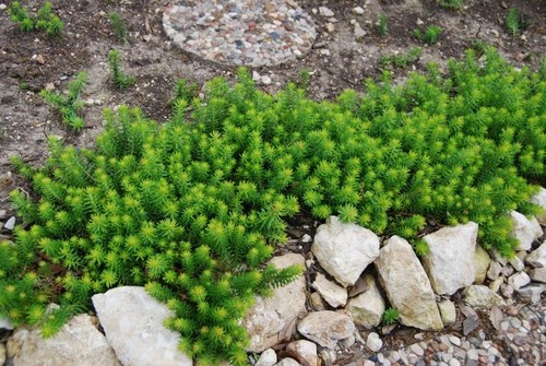 20 pcs Sedum Rupestre Angelina Stonecrop Perennial Organic edible Succulent  - Picture 3 of 5