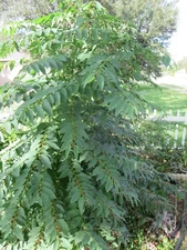 Katuk Star Gooseberry "Sweet Leaf" Fresh Unrooted 7 Stem Cuttings