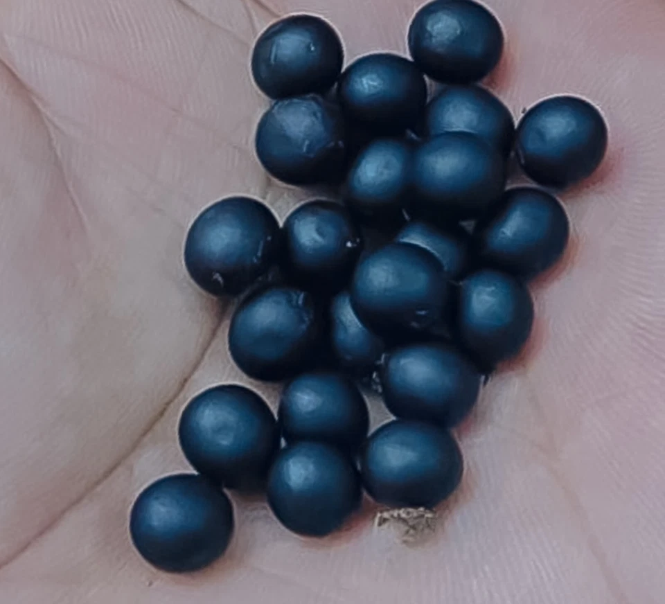 30 Red Orange TALL Robert Kemp Canna Lily Seeds (美人蕉） - Image 3 of 4