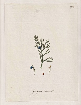 Poison juniper savin juniper flower flower botany botany Kerner copperplate 1793