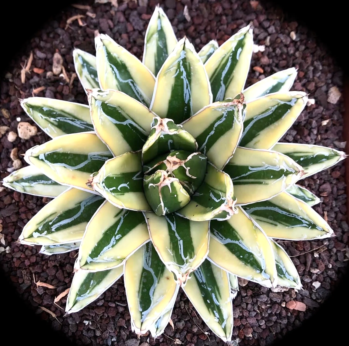 Agave victoriae regina cv KIZAN VARIEGATED - Kizan-Agave variegata
